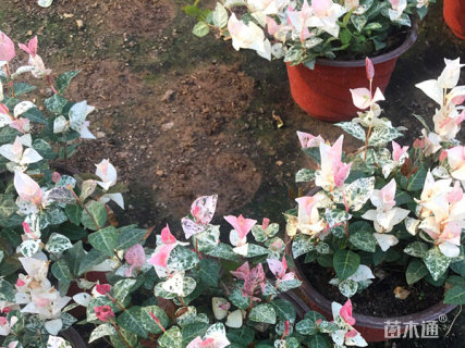 20厘米花叶络石