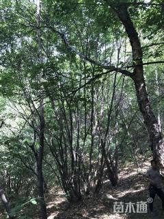 高度600厘米丛生五角枫