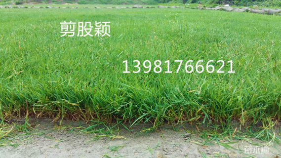草毯状翦股颖