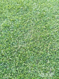 A-精品大叶油草