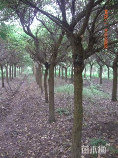 25公分鸡冠刺桐