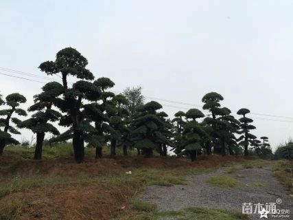25公分造型对节白蜡
