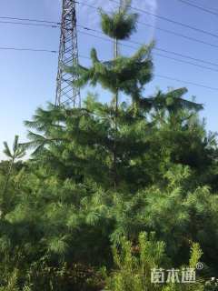高度450厘米华山松