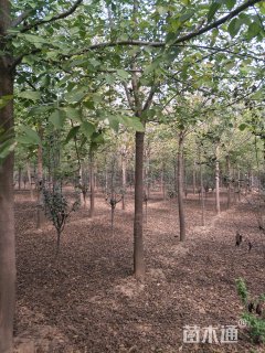 15公分绿叶复叶槭