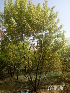 高度500厘米丛生五角枫