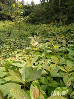 高度50厘米檫树