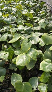 主蔓长10厘米龟背竹