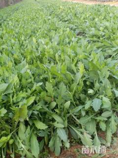 高度15厘米宿根天人菊