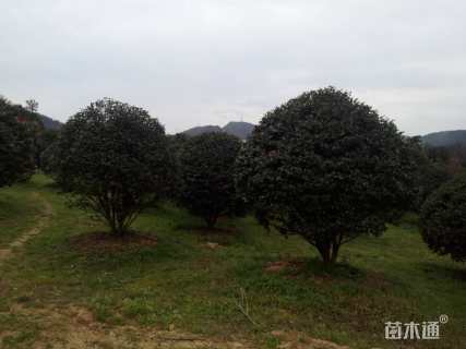 高度250厘米茶梅