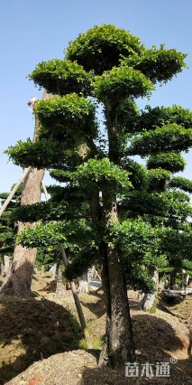 造型榔榆
