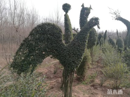 高度220厘米造型小叶女贞