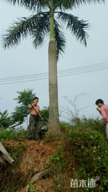 裸干高2000厘米大王椰子