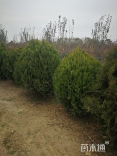 冠幅1300厘米洒金柏球