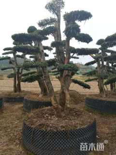 25公分造型榆树