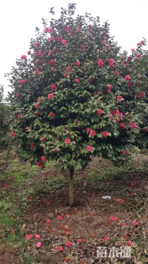 高度250厘米茶花