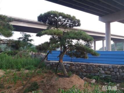 造型油松