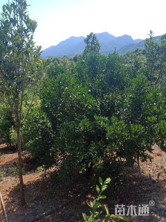 高度300厘米椪柑