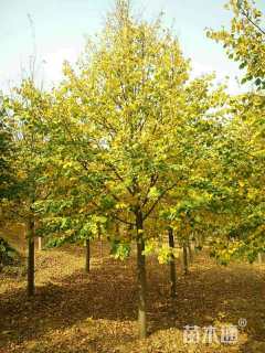 10公分欧洲小叶椴