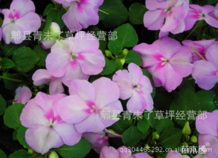 高度20厘米凤仙花