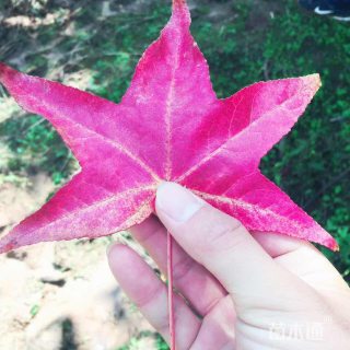 12公分北美枫香