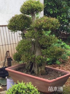 造型赤楠