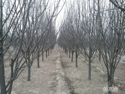 24公分八棱海棠