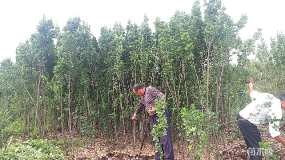 高度1800厘米北海道黄杨