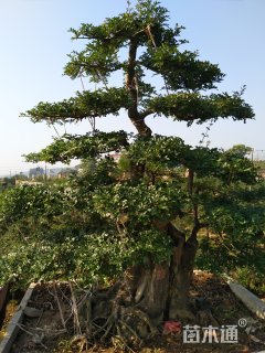 40公分造型对节白蜡