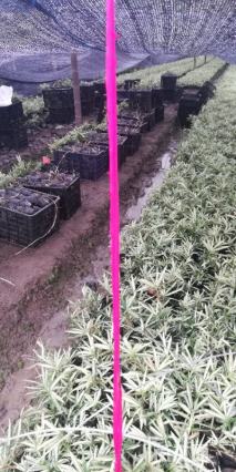 容器苗菲白竹