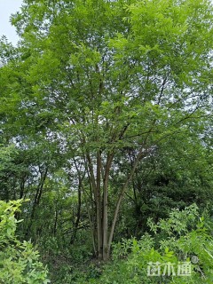 8公分丛生朴树