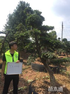造型榆树