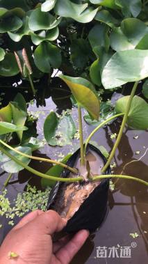 高度30厘米睡莲