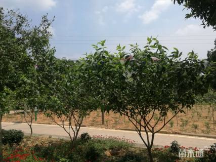 高度2000厘米蜡梅