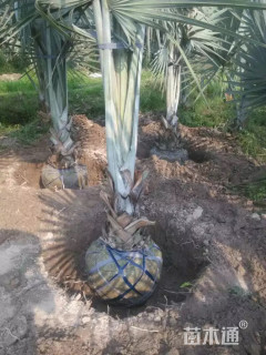 裸干高150厘米霸王棕