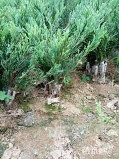 高度15厘米龙柏