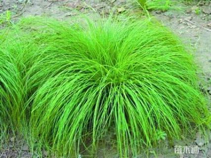 高度30厘米苔草