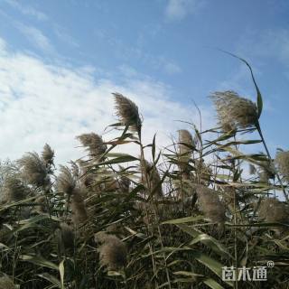 芦苇