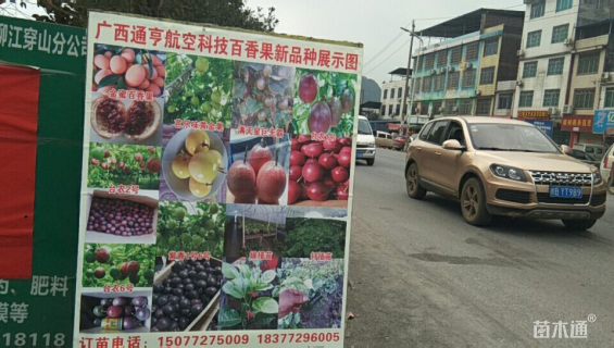 主蔓长10厘米西番莲