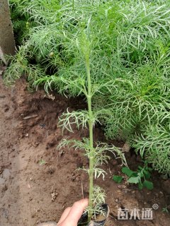 高度20厘米波斯菊