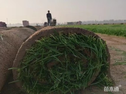 草卷状早熟禾草