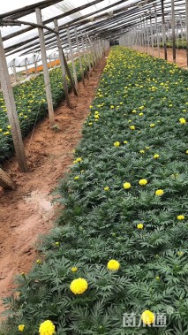 高度20厘米万寿菊