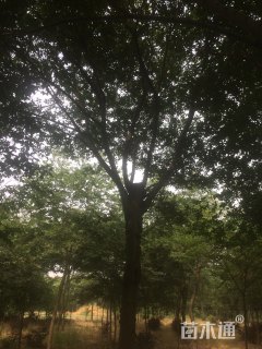 20公分丛生朴树