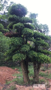 550厘米造型椤木石楠