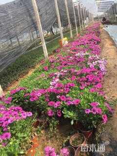 高度20厘米南非万寿菊