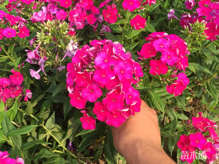 高度22厘米宿根福禄考
