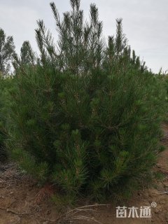 高度2000厘米白皮松