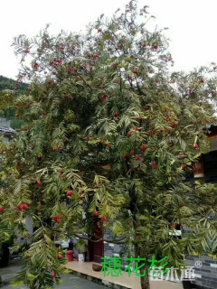 高度300厘米穗花杉