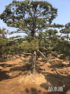 造型油松