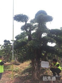 造型椤木石楠
