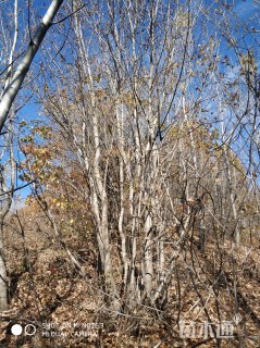 高度1000厘米丛生五角枫